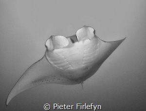 manta ray by Pieter Firlefyn 